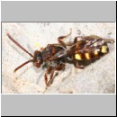 Nomada flava  - Wespenbiene w25.jpg